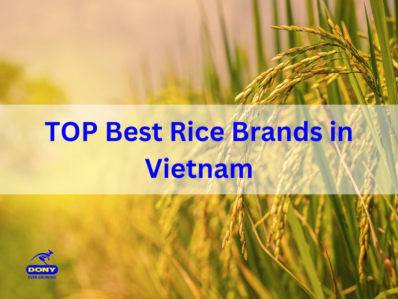 Read Rice Brands TOP 10+ Best Rice Brands in Vietnam 2026